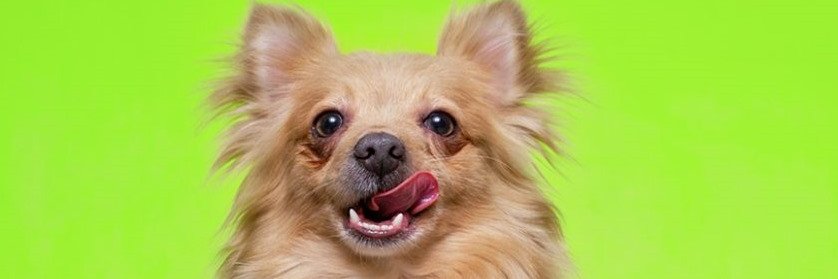 Idaho Humane Society banner