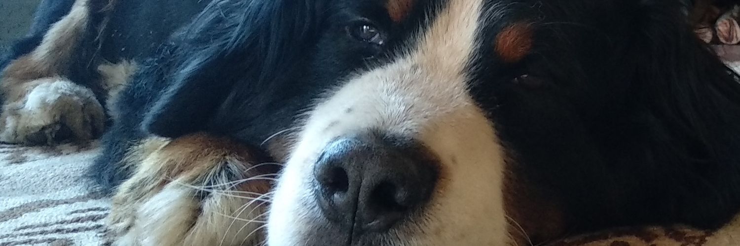 tutejauretche's profile banner image