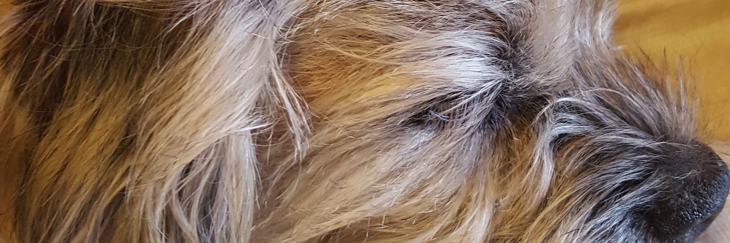 fluffysheep23's profile banner image