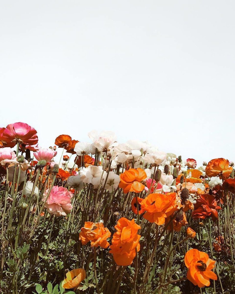 roseOG_'s profile banner image