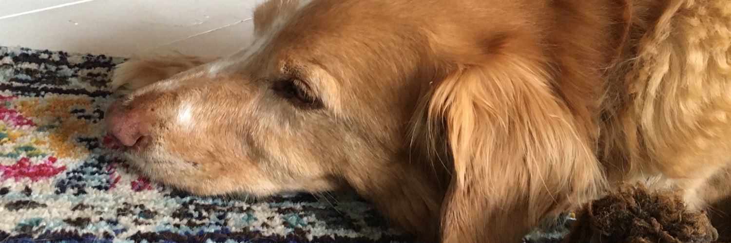 robinsegal65's profile banner image