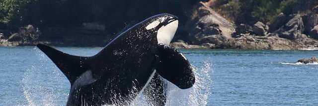 Patrick Ebner banner