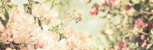 StephanieBrizel's profile banner image