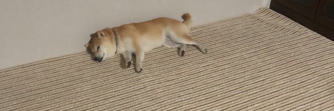 bobon4's profile banner image