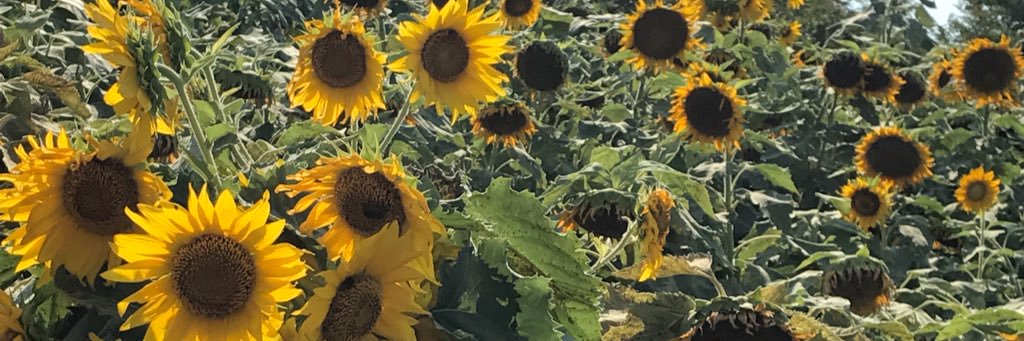 stenchon's profile banner image
