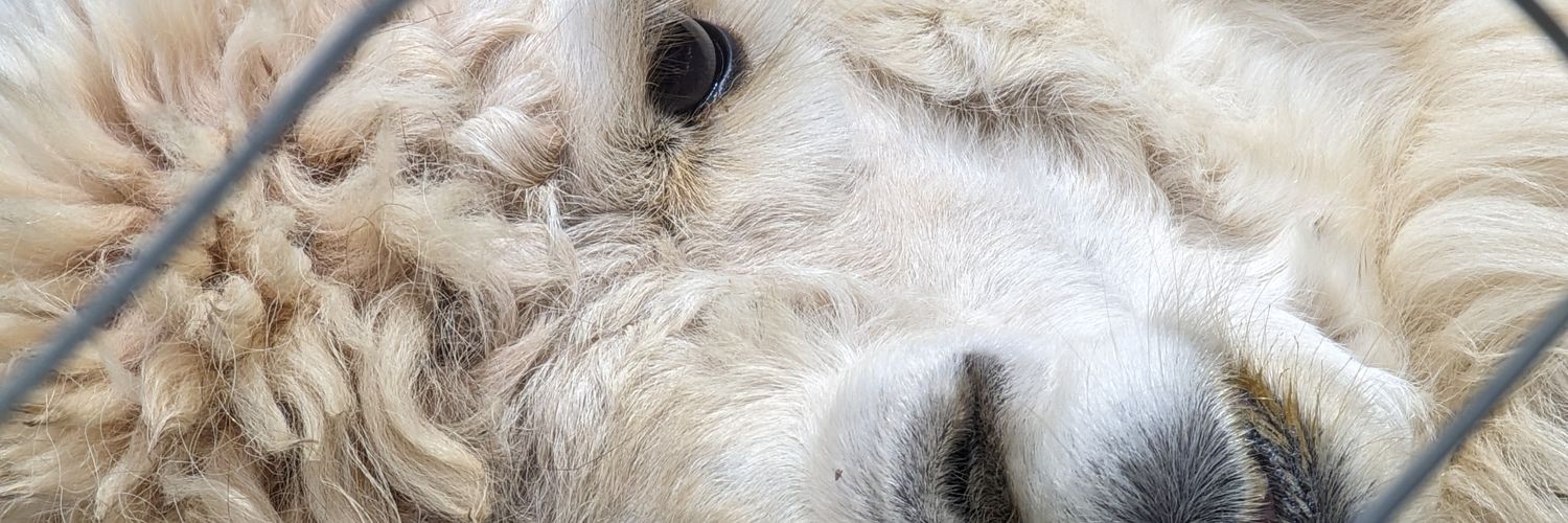 ノログロ(noro) banner