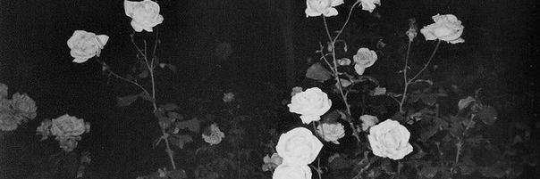 CL_SchneeKonig's profile banner image
