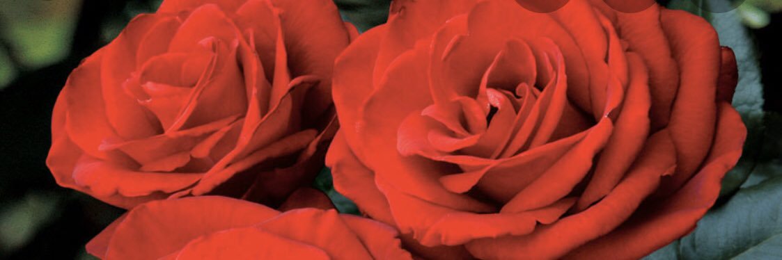 MarrowOllie's profile banner image