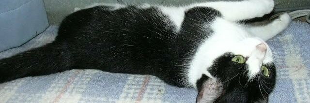a_s_selene's profile banner image