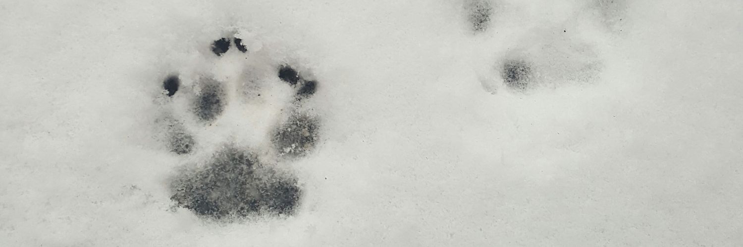 Caatalinaaa's profile banner image