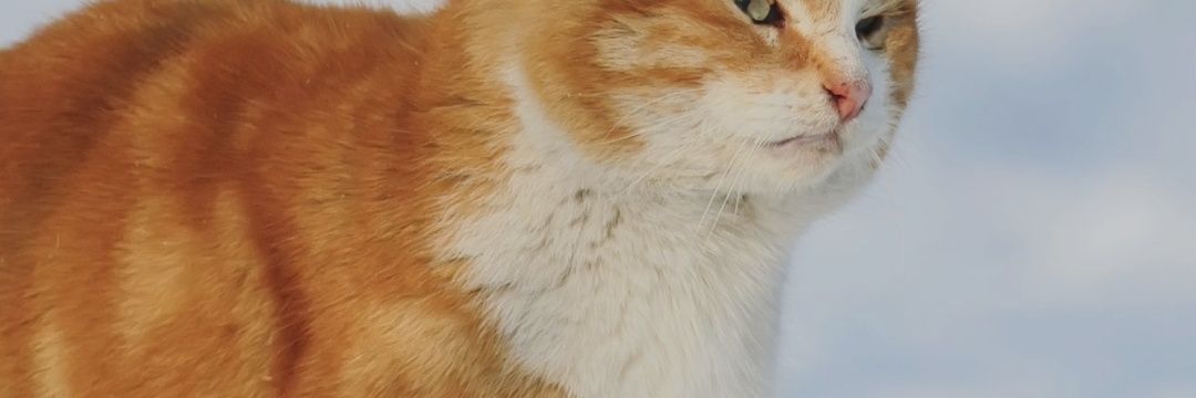 maticstiff's profile banner image