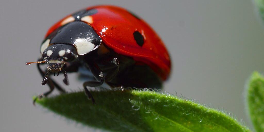 scarabs4ever's profile banner image