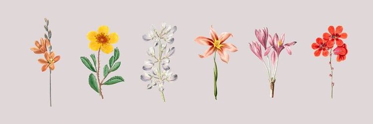conmandarinas's profile banner image