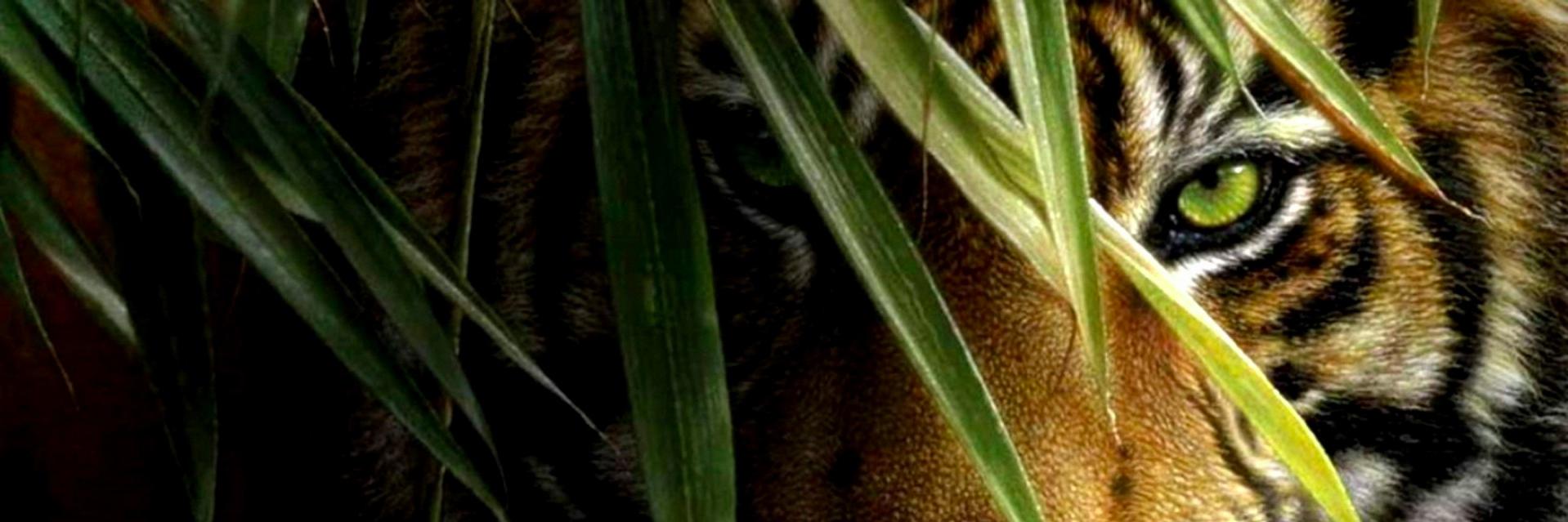 TigerFactorals's profile banner image