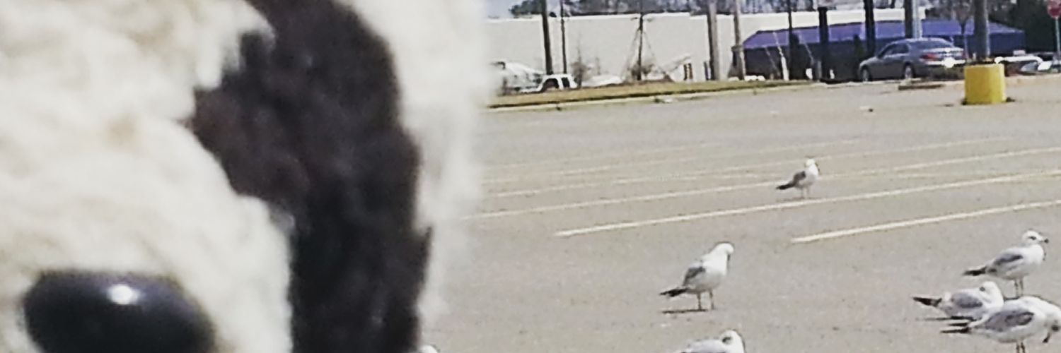fcdrey's profile banner image