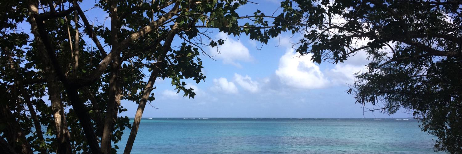 Natural_Penguin's profile banner image
