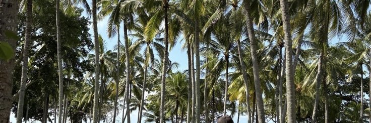 ichachaichaa's profile banner image