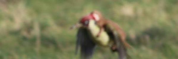 WeaselPecker Profile Banner