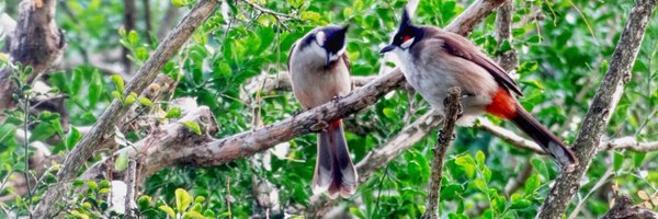 Rrsofee Profile Banner