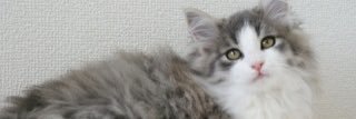 LAD_RYO's profile banner image