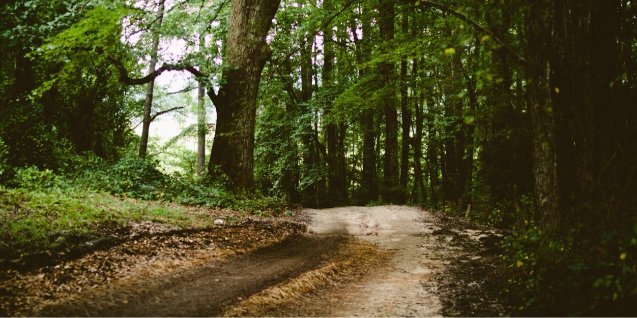sarahjtree's profile banner image