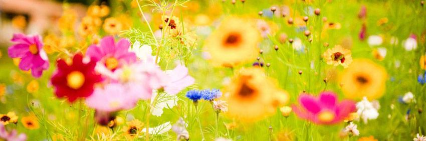 MissHeatherFree's profile banner image