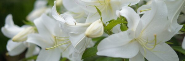 eielh Profile Banner