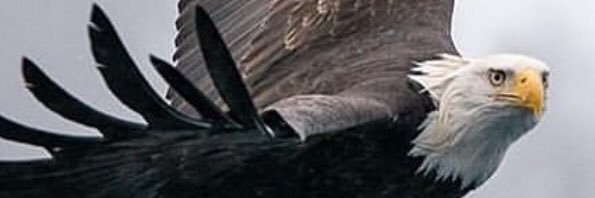 Bumerangkartal's profile banner image