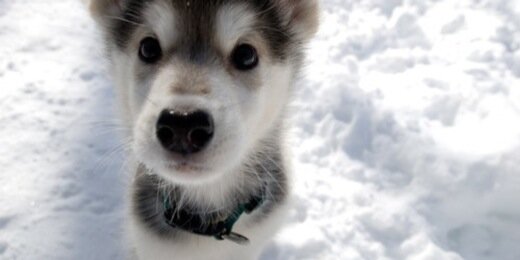 SoCuteOverloads's profile banner image