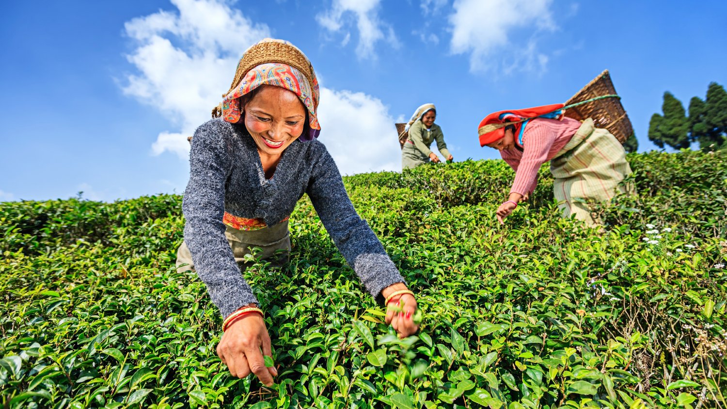 Cadasta Foundation banner