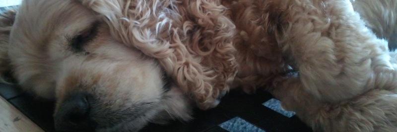 Cocker Spaniel Pics banner