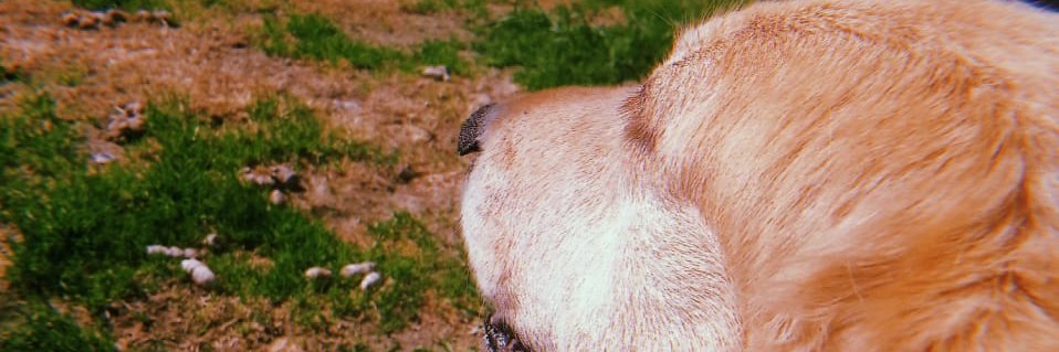FrisoTania's profile banner image