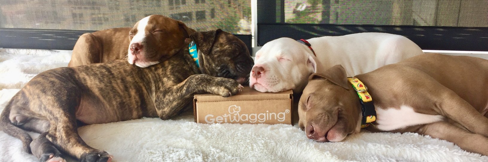 Get Wagging® banner