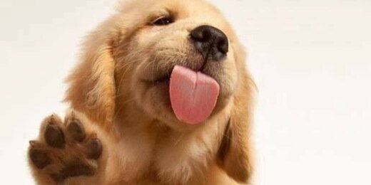 BabyAnimalPlcs's profile banner image