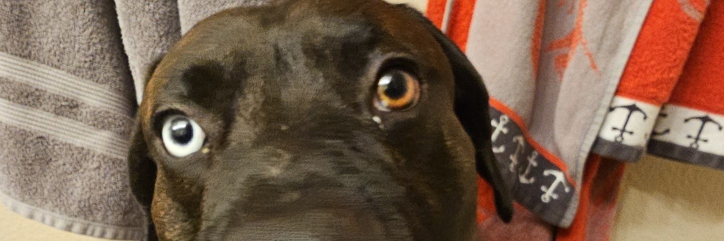 JeziWalters's profile banner image