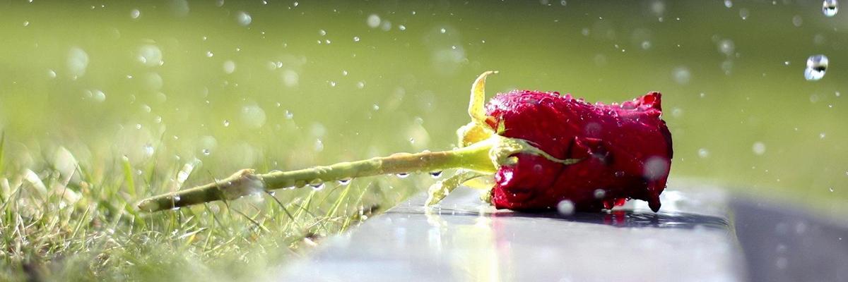 WindyQUEEN_'s profile banner image