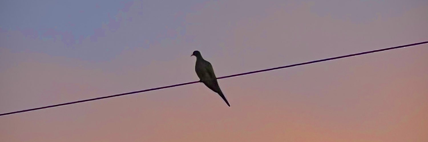 elwiichoo9's profile banner image