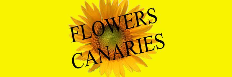 flowerscanaries's profile banner image