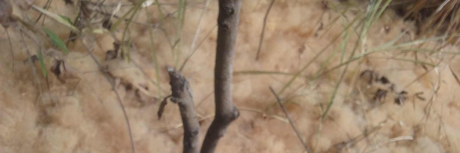 MidoriShizen's profile banner image