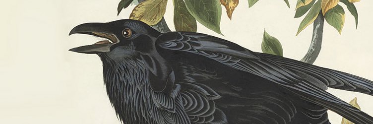 fijipsiyan's profile banner image