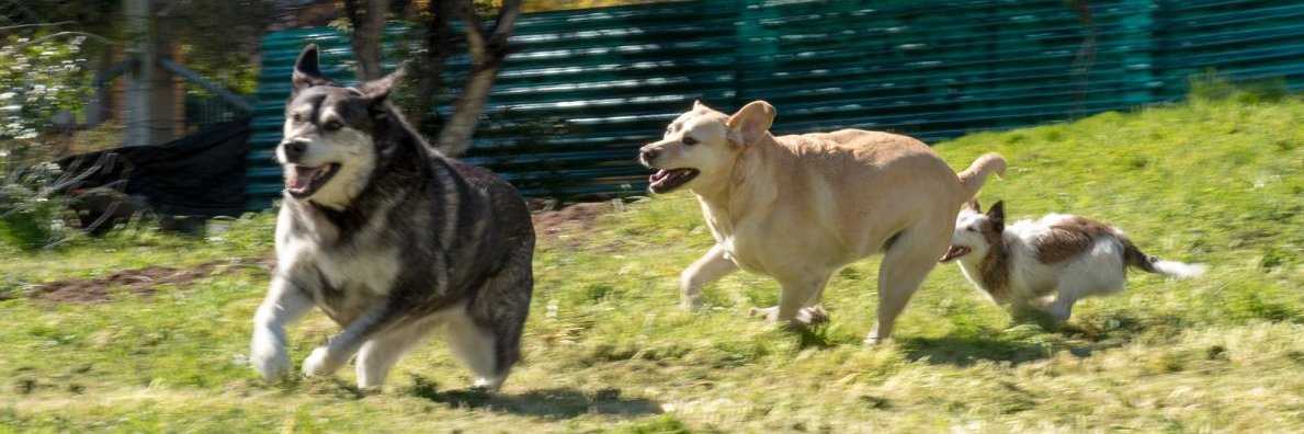 Zelimpdnaby 🐕 banner
