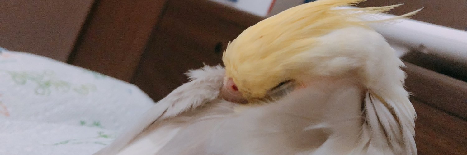 イル🧚‍♂️(´・👅・｀) banner