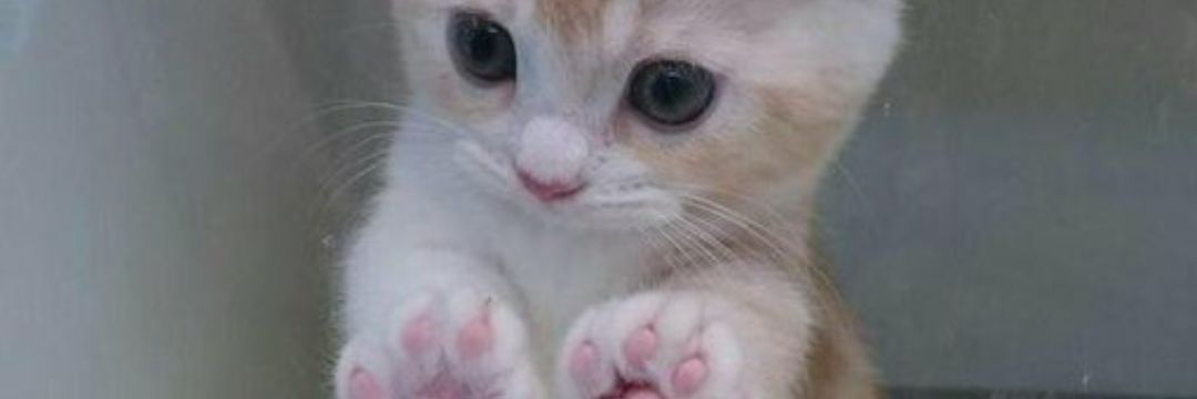 pdotz1's profile banner image