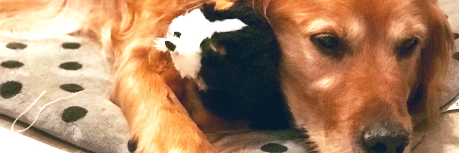 💃🏼Gráinne O’Hagan💃🏼 banner