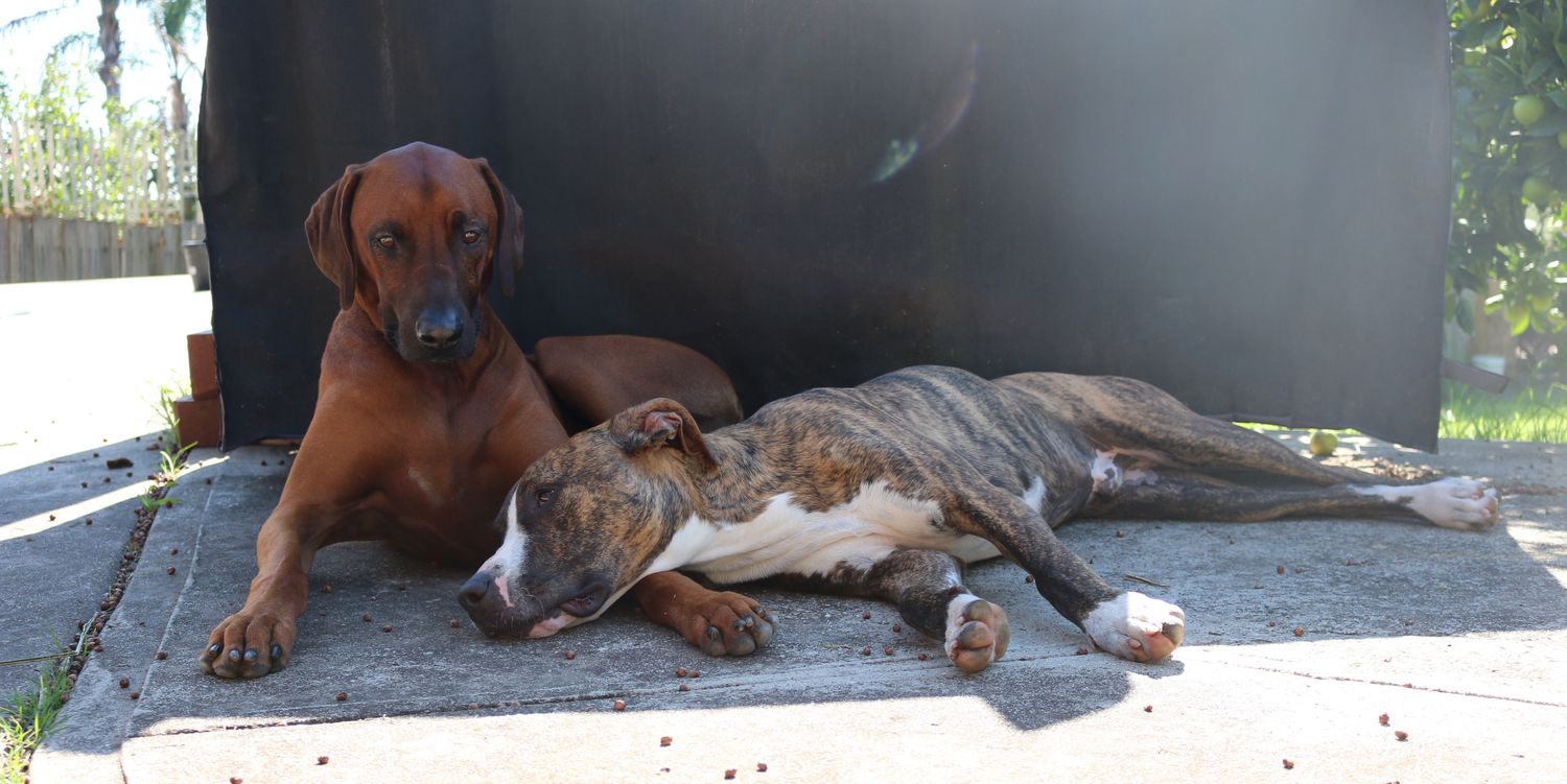 Bronwyn Isaac, PhD banner