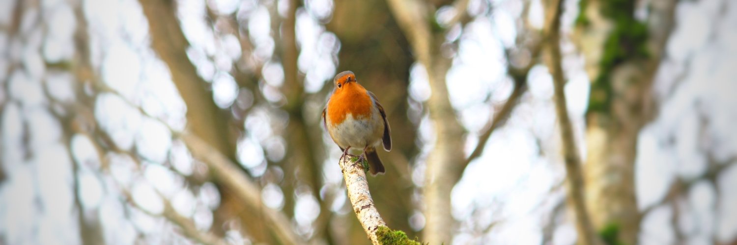 N. Rose Edwin banner