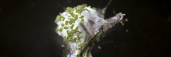 NatureMicrobiol Profile Banner