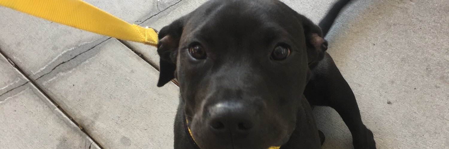connorblacklab's profile banner image
