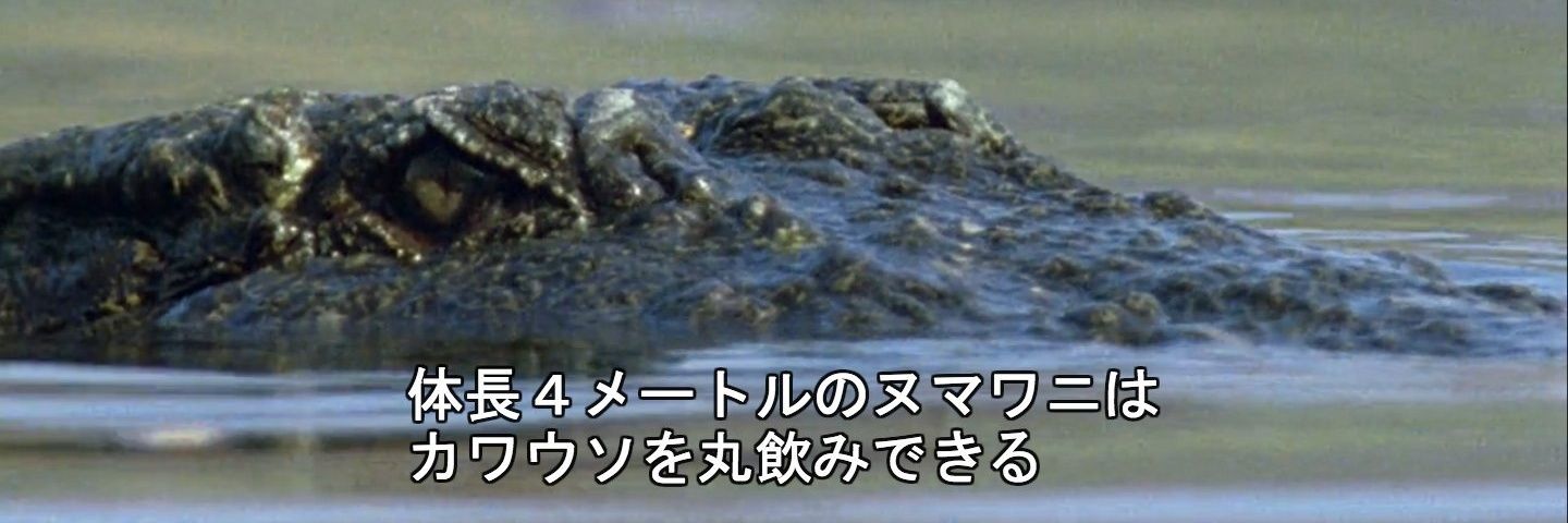 otter4628's profile banner image