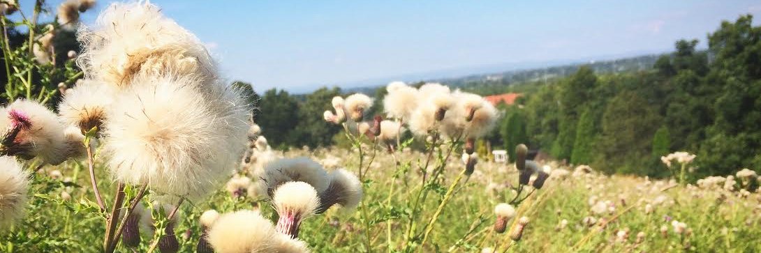 Dr Francis Osis banner